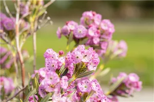 Kalmia polifolia - Zwerg-Berglorbeer