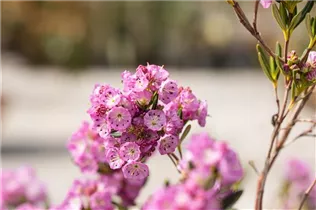 Kalmia polifolia - Zwerg-Berglorbeer