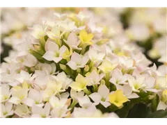 Kalanchoe blossfeldiana 'Calanday® Discodip' - Kalanchoe 'Calanday® Discodip' Kalanchoe blossfeldiana 'Calanday® Discodip' - Kalanchoe 'Calanday® Discodip'