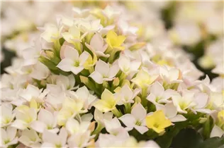 Kalanchoe blossfeldiana 'Calanday® Discodip' - Kalanchoe 'Calanday® Discodip' Kalanchoe blossfeldiana 'Calanday® Discodip' - Kalanchoe 'Calanday® Discodip'