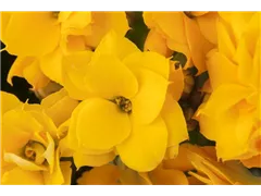 Kalanchoe blossfeldiana 'Calandiva'® - Kalanchoe 'Calandiva'® Kalanchoe blossfeldiana 'Calandiva'® - Kalanchoe 'Calandiva'®