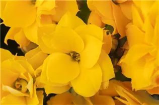 Kalanchoe blossfeldiana 'Calandiva'® - Kalanchoe 'Calandiva'® Kalanchoe blossfeldiana 'Calandiva'® - Kalanchoe 'Calandiva'®