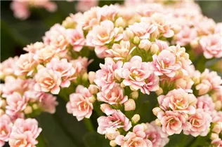 Kalanchoe blossfeldiana 'Calandiva'® - Kalanchoe 'Calandiva'® Kalanchoe blossfeldiana 'Calandiva'® - Kalanchoe 'Calandiva'®