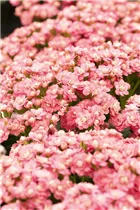 Kalanchoe blossfeldiana 'Calandiva'® - Kalanchoe 'Calandiva'® Kalanchoe blossfeldiana 'Calandiva'® - Kalanchoe 'Calandiva'®