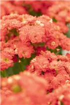 Kalanchoe blossfeldiana 'Calandiva'® - Kalanchoe 'Calandiva'® Kalanchoe blossfeldiana 'Calandiva'® - Kalanchoe 'Calandiva'®