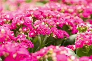 Kalanchoe blossfeldiana 'Calandiva'® - Kalanchoe 'Calandiva'® Kalanchoe blossfeldiana 'Calandiva'® - Kalanchoe 'Calandiva'®