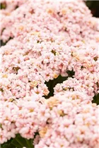 Kalanchoe blossfeldiana 'Calandiva'® - Kalanchoe 'Calandiva'® Kalanchoe blossfeldiana 'Calandiva'® - Kalanchoe 'Calandiva'®