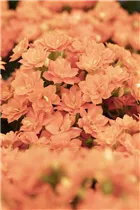 Kalanchoe blossfeldiana 'Calandiva'® - Kalanchoe 'Calandiva'® Kalanchoe blossfeldiana 'Calandiva'® - Kalanchoe 'Calandiva'®