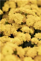 Kalanchoe blossfeldiana 'Calandiva'® - Kalanchoe 'Calandiva'® Kalanchoe blossfeldiana 'Calandiva'® - Kalanchoe 'Calandiva'®