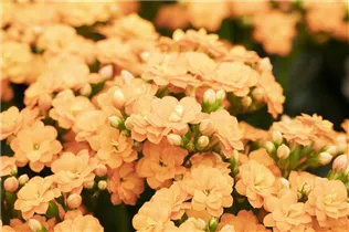 Kalanchoe blossfeldiana 'Calandiva'® - Kalanchoe 'Calandiva'® Kalanchoe blossfeldiana 'Calandiva'® - Kalanchoe 'Calandiva'®