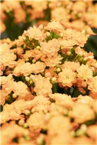 Kalanchoe blossfeldiana 'Calandiva'® - Kalanchoe 'Calandiva'® Kalanchoe blossfeldiana 'Calandiva'® - Kalanchoe 'Calandiva'®