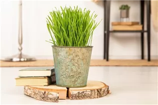 Katzengras - Katzengras Katzengras - Katzengras