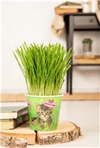 Katzengras - Katzengras Katzengras - Katzengras