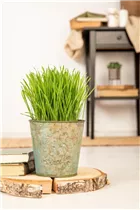 Katzengras - Katzengras Katzengras - Katzengras