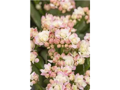 Kalanchoe blossfeldiana 'Grandiva'® - Kalanchoe 'Grandiva'® Kalanchoe blossfeldiana 'Grandiva'® - Kalanchoe 'Grandiva'®