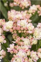 Kalanchoe blossfeldiana 'Grandiva'® - Kalanchoe 'Grandiva'® Kalanchoe blossfeldiana 'Grandiva'® - Kalanchoe 'Grandiva'®