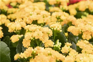 Kalanchoe blossfeldiana 'Grandiva'® - Kalanchoe 'Grandiva'® Kalanchoe blossfeldiana 'Grandiva'® - Kalanchoe 'Grandiva'®