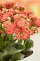 Kalanchoe blossfeldiana 'Grandiva'® - Kalanchoe 'Grandiva'® Kalanchoe blossfeldiana 'Grandiva'® - Kalanchoe 'Grandiva'®