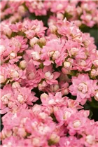 Kalanchoe blossfeldiana 'Grandiva'® - Kalanchoe 'Grandiva'® Kalanchoe blossfeldiana 'Grandiva'® - Kalanchoe 'Grandiva'®
