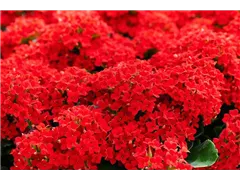 Kalanchoe blossfeldiana 'Lipstick' - Flammendes Käthchen 'Lipstick' Kalanchoe blossfeldiana 'Lipstick' - Flammendes Käthchen 'Lipstick'