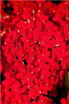 Kalanchoe blossfeldiana 'Lipstick' - Flammendes Käthchen 'Lipstick' Kalanchoe blossfeldiana 'Lipstick' - Flammendes Käthchen 'Lipstick'