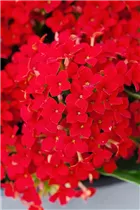Kalanchoe blossfeldiana 'Lipstick' - Flammendes Käthchen 'Lipstick' Kalanchoe blossfeldiana 'Lipstick' - Flammendes Käthchen 'Lipstick'
