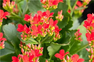 Kalanchoe blossfeldiana 'Lipstick' - Flammendes Käthchen 'Lipstick' Kalanchoe blossfeldiana 'Lipstick' - Flammendes Käthchen 'Lipstick'