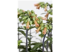 Kalanchoe blossfeldiana 'Lucky Bells' - Flammendes Käthchen 'Lucky Bells' Kalanchoe blossfeldiana 'Lucky Bells' - Flammendes Käthchen 'Lucky Bells'