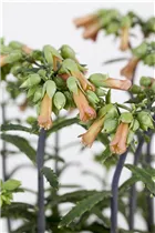 Kalanchoe blossfeldiana 'Lucky Bells' - Flammendes Käthchen 'Lucky Bells' Kalanchoe blossfeldiana 'Lucky Bells' - Flammendes Käthchen 'Lucky Bells'