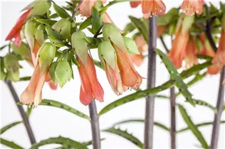 Kalanchoe blossfeldiana 'Lucky Bells' - Flammendes Käthchen 'Lucky Bells' Kalanchoe blossfeldiana 'Lucky Bells' - Flammendes Käthchen 'Lucky Bells'