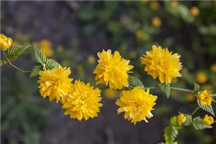 Kerria japonica 'Pleniflora' - Gefüllter Ranunkelstrauch Kerria japonica 'Pleniflora' - Gefüllter Ranunkelstrauch