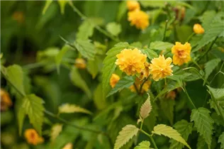 Kerria japonica 'Pleniflora' - Gefüllter Ranunkelstrauch Kerria japonica 'Pleniflora' - Gefüllter Ranunkelstrauch