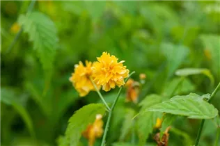 Kerria japonica 'Pleniflora' - Gefüllter Ranunkelstrauch Kerria japonica 'Pleniflora' - Gefüllter Ranunkelstrauch