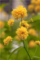 Kerria japonica 'Pleniflora' - Gefüllter Ranunkelstrauch Kerria japonica 'Pleniflora' - Gefüllter Ranunkelstrauch