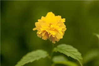 Kerria japonica 'Pleniflora' - Gefüllter Ranunkelstrauch Kerria japonica 'Pleniflora' - Gefüllter Ranunkelstrauch