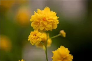 Kerria japonica 'Pleniflora' - Gefüllter Ranunkelstrauch Kerria japonica 'Pleniflora' - Gefüllter Ranunkelstrauch