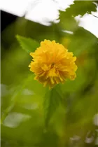 Kerria japonica 'Pleniflora' - Gefüllter Ranunkelstrauch Kerria japonica 'Pleniflora' - Gefüllter Ranunkelstrauch