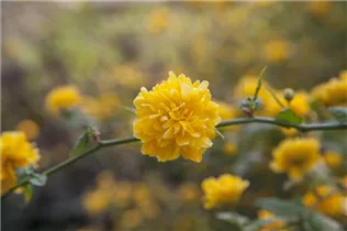 Kerria japonica 'Pleniflora' - Gefüllter Ranunkelstrauch Kerria japonica 'Pleniflora' - Gefüllter Ranunkelstrauch