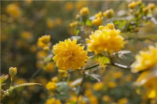 Kerria japonica 'Pleniflora' - Gefüllter Ranunkelstrauch Kerria japonica 'Pleniflora' - Gefüllter Ranunkelstrauch