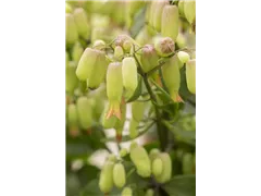 Kalanchoe blossfeldiana 'Magic Bells' - Flammendes Käthchen 'Magic Bells' Kalanchoe blossfeldiana 'Magic Bells' - Flammendes Käthchen 'Magic Bells'