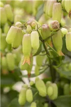 Kalanchoe blossfeldiana 'Magic Bells' - Flammendes Käthchen 'Magic Bells' Kalanchoe blossfeldiana 'Magic Bells' - Flammendes Käthchen 'Magic Bells'