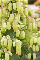 Kalanchoe blossfeldiana 'Magic Bells' - Flammendes Käthchen 'Magic Bells' Kalanchoe blossfeldiana 'Magic Bells' - Flammendes Käthchen 'Magic Bells'