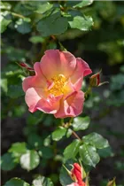 Kleinstrauchrose - Kleinstrauchrose Kleinstrauchrose - Kleinstrauchrose