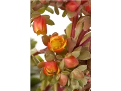 Kalanchoe blossfeldiana 'Mirabella' - Kalanchoe 'Mirabella' Kalanchoe blossfeldiana 'Mirabella' - Kalanchoe 'Mirabella'
