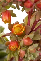 Kalanchoe blossfeldiana 'Mirabella' - Kalanchoe 'Mirabella' Kalanchoe blossfeldiana 'Mirabella' - Kalanchoe 'Mirabella'