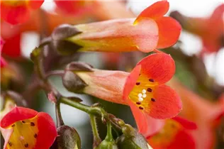 Kalanchoe blossfeldiana 'Mirabella' - Kalanchoe 'Mirabella' Kalanchoe blossfeldiana 'Mirabella' - Kalanchoe 'Mirabella'
