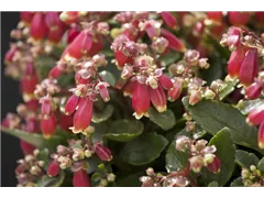 Kalanchoe blossfeldiana 'Pearl Bells' - Flammendes Käthchen 'Pearl Bells' Kalanchoe blossfeldiana 'Pearl Bells' - Flammendes Käthchen 'Pearl Bells'