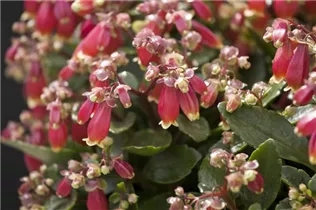 Kalanchoe blossfeldiana 'Pearl Bells' - Flammendes Käthchen 'Pearl Bells' Kalanchoe blossfeldiana 'Pearl Bells' - Flammendes Käthchen 'Pearl Bells'