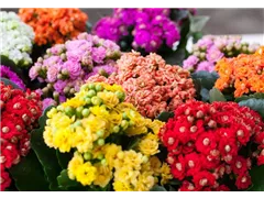 Kalanchoe blossfeldiana 'Rosalina'® - Flammendes Käthchen 'Rosalina'® Kalanchoe blossfeldiana 'Rosalina'® - Flammendes Käthchen 'Rosalina'®