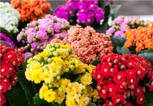 Kalanchoe blossfeldiana 'Rosalina'® - Flammendes Käthchen 'Rosalina'® Kalanchoe blossfeldiana 'Rosalina'® - Flammendes Käthchen 'Rosalina'®